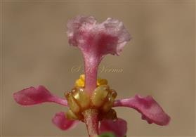  Four sepals with glands